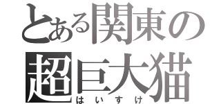 とある関東の超巨大猫（はいすけ）