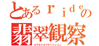 とあるｒｉｄｅｒ（男）達の翡翠観察（カワセミオブザベイション ）