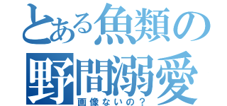 とある魚類の野間溺愛（画像ないの？）