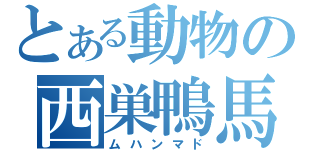 とある動物の西巣鴨馬（ムハンマド）