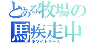 とある牧場の馬疾走中（ホワイトホース）