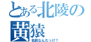 とある北陵の黄猿（名前なんだっけ？）