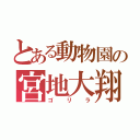 とある動物園の宮地大翔（ゴリラ）