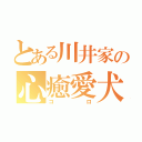 とある川井家の心癒愛犬（コロ）