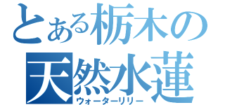 とある栃木の天然水蓮（ウォーターリリー）