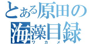 とある原田の海藻目録（ワカメ）