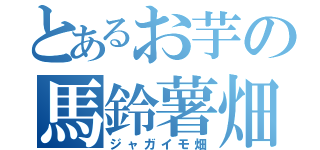 とあるお芋の馬鈴薯畑（ジャガイモ畑）