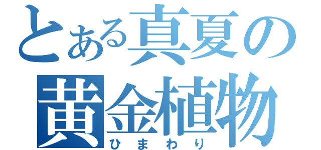 とある真夏の黄金植物（ひまわり）