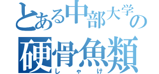 とある中部大学の硬骨魚類（しゃけ）