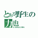 とある野生の力也（さる野生に帰れ）