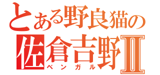 とある野良猫の佐倉吉野Ⅱ（ベンガル）