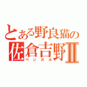 とある野良猫の佐倉吉野Ⅱ（ベンガル）