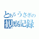 とあるうさぎの観察記録（）