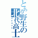 とある野生の北代高士（イケゴリラ）