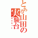 とある山田の実験台（モルモット）