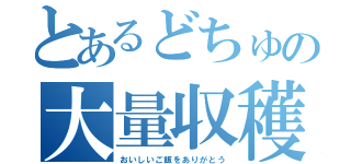 とあるどちゅの大量収穫（おいしいご飯をありがとう）