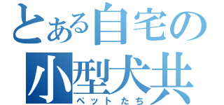 とある自宅の小型犬共（ペットたち）