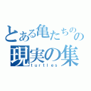 とある亀たちのの現実の集い（ｔｕｒｔｌｅｓ）