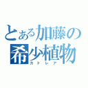 とある加藤の希少植物（カトレア）