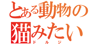 とある動物の猫みたいな（ドルジ）