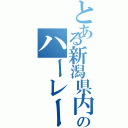 とある新潟県内のハーレー（）