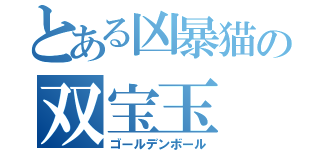 とある凶暴猫の双宝玉（ゴールデンボール）