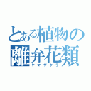 とある植物の離弁花類（ヤマザクラ）