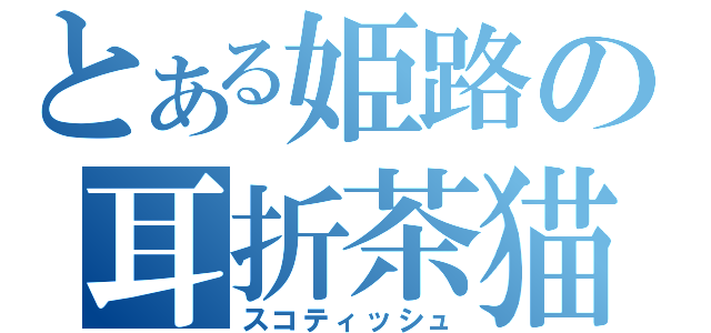 とある姫路の耳折茶猫（スコティッシュ）