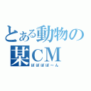 とある動物の某ＣＭ（ぽぽぽぽ～ん）