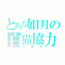 とある如月の白猫協力（白猫枠）