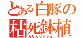 とある白豚の枯死鉢植（カリカリクポォ）