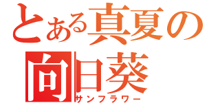 とある真夏の向日葵（サンフラワー）