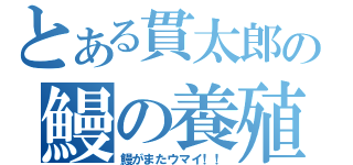 とある貫太郎の鰻の養殖（鰻がまたウマイ！！）