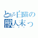 とある白猫の獣人末っ子（イグニ）