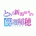 とある新潟原産　の厳選稲穂（こしひかる）