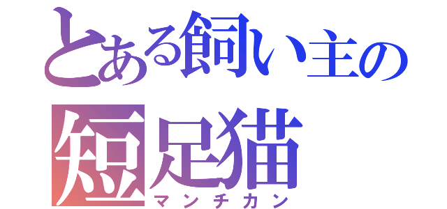 とある飼い主の短足猫（マンチカン）