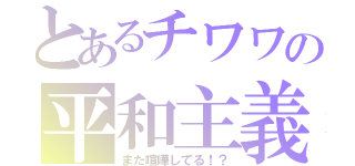 とあるチワワの平和主義（また喧嘩してる！？）