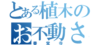 とある植木のお不動さん（善覚寺）