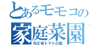 とあるモモコの家庭菜園（ＮＥＷトマトの苗）