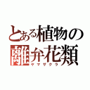 とある植物の離弁花類（ヤマザクラ）