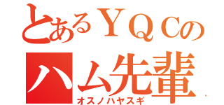 とあるＹＱＣのハム先輩（オスノハヤスギ）