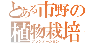 とある市野の植物栽培（プランテーション）