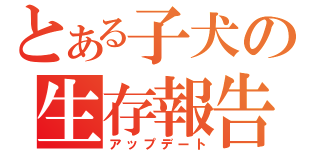 とある子犬の生存報告（アップデート）