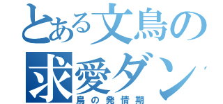 とある文鳥の求愛ダンス（鳥の発情期）