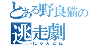 とある野良猫の逃走劇（にゃんこ氏）