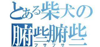 とある柴犬の腑些腑些（フサフサ）