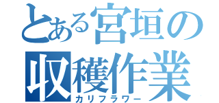 とある宮垣の収穫作業（カリフラワー）