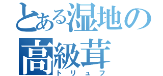 とある湿地の高級茸（トリュフ）