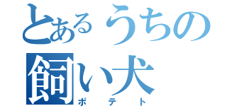 とあるうちの飼い犬（ポテト）