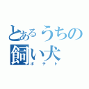 とあるうちの飼い犬（ポテト）